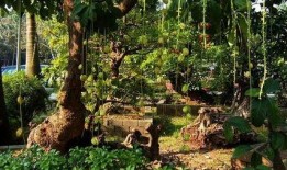 青岛植物园最新爆料,探秘植物王国新篇章