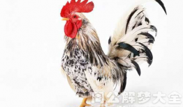 周公鸡爆料视频大全集最新,揭秘娱乐圈幕后真相